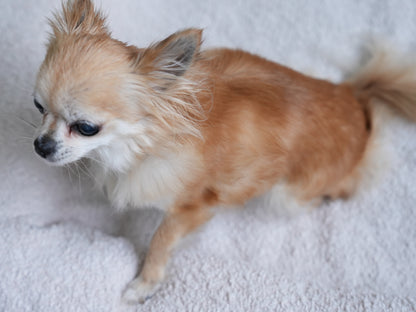 Premium Bouclé Kæledyrsseng